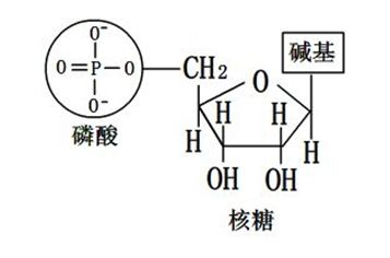 核苷酸